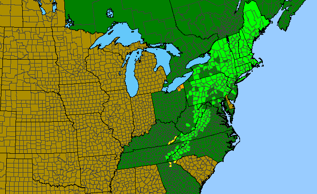The range of Oclemena acuminata